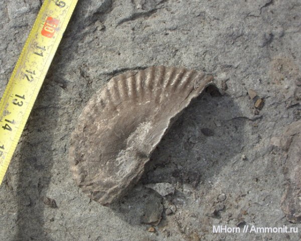 аммониты, мел, Якутия, рязанский ярус, Ammonites, Phylloceratidae, Boreophylloceras, Cretaceous