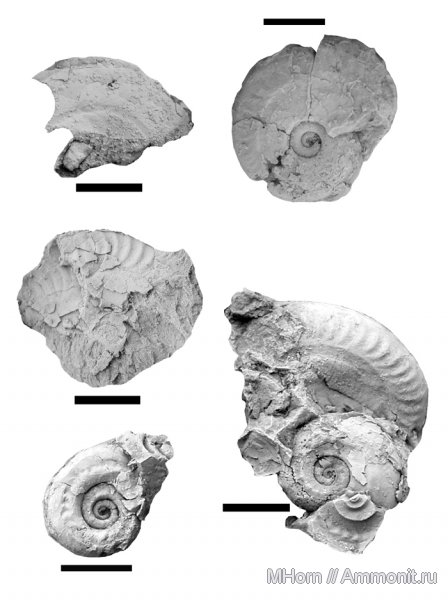 аммониты, волжский ярус, Ульяновская область, Городищи, Paralingulaticeras, Rogoviceras, Ammonites, Volgian