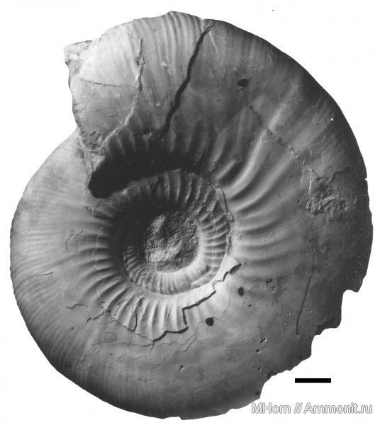 волжский ярус, Praechetaites, северная Сибирь, Volgian