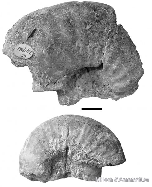 волжский ярус, Volgidiscus, Англия, Craspeditidae, Volgian