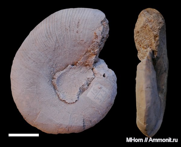 Москва, волжский ярус, Garniericeras, Garniericeras interjectum, Volgian