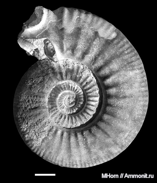 келловей, Елатьма, Anaplanulites, Anaplanulites submutatus, Callovian, Middle Jurassic
