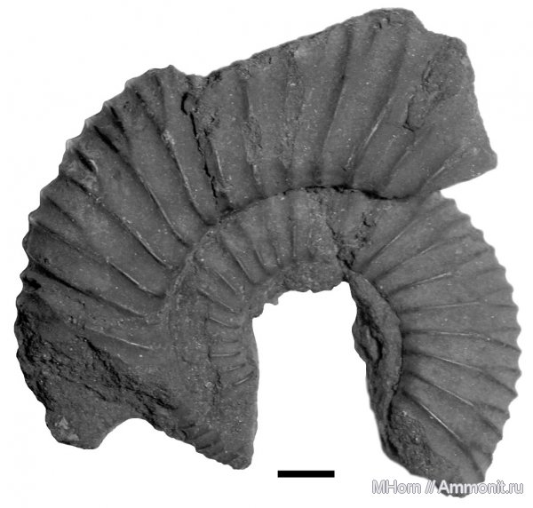 волжский ярус, Epivirgatites, Epivirgatites bipliciformis, зона Epivirgatites nikitini, лектотип, Volgian