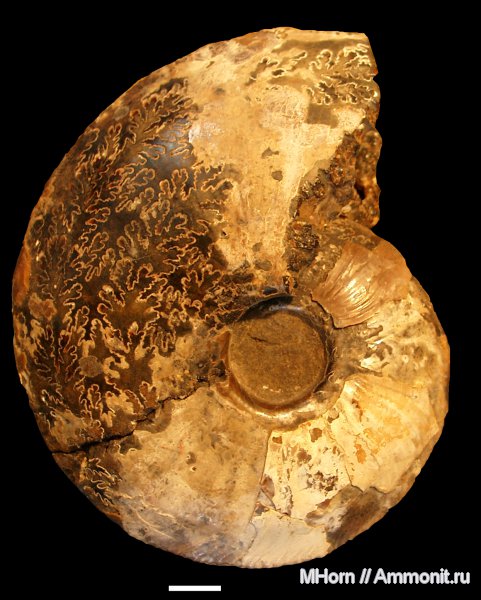 Cardioceras, оксфорд, р. Анабар, Павлов, Oxfordian