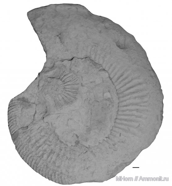 Virgatites, волжский ярус, диморфизм, Каменный овраг, Volgian