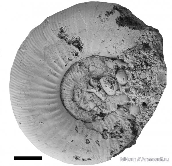 волжский ярус, Laugeites, Глебово, Laugeites parvus, зона Epivirgatites nikitini, Dorsoplanitidae, Volgian