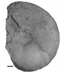 Schaireria neoburgense (Oppel)