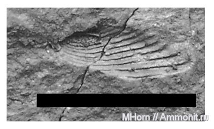 средний оксфорд, аптихи, Михаленино, Lamellaptychus, Aptychi