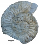 Dorsoplanites sp.