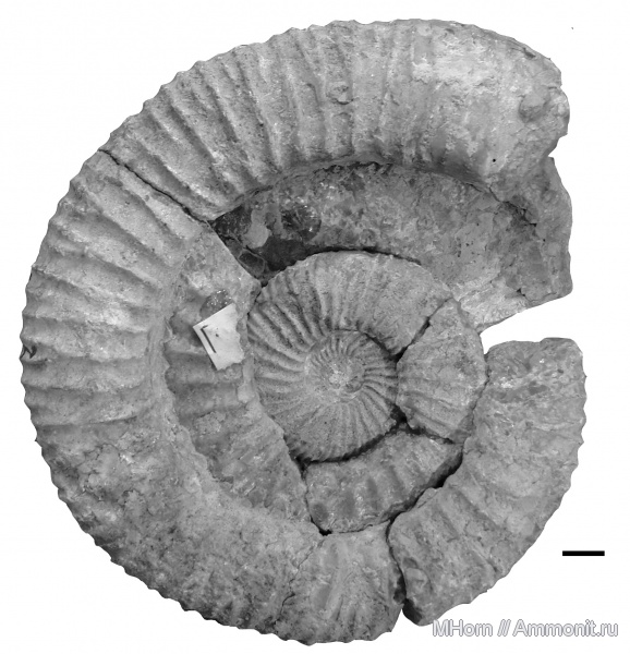 волжский ярус, Crendonites elegans, Crendonites, Volgian