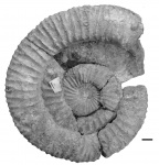 Crendonites elegans Spath, 1936
