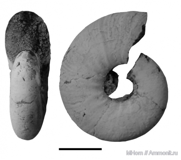 Craspedites, Craspedites fragilis, верхневолжский подъярус