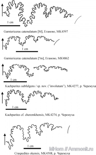 Kachpurites, Garniericeras, Еганово, Craspedites, р. Черемуха, лопастные линии, Volgian