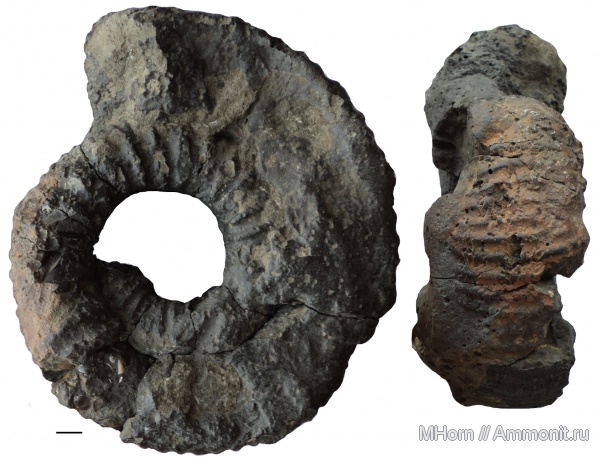 кимеридж, Crussoliceras, ЛФР, зона Aulacostephanus mutabilis, Kimmeridgian, Upper Jurassic