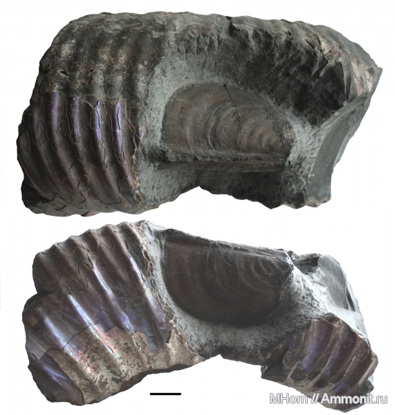 Speetoniceras, готерив, аптихи, Praestriaptychus, Aptychi, Hauterivian