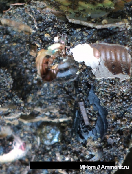 аптихи, р. Черемуха, Praestriaptychus, Aptychi