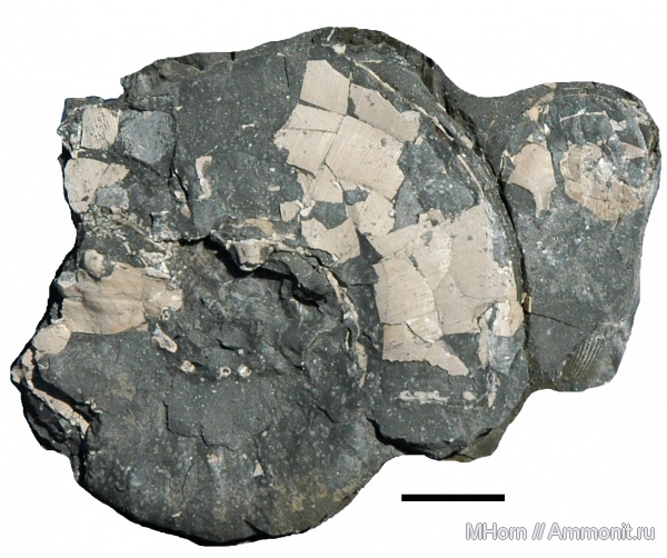 Дорсет, кимеридж, Англия, Lamellaptychus, Sutneria, Aspidoceras, Aspidoceratinae, Aspidoceras acanthicum, Sutneria cyclodorsata, Black Head, Kimmeridgian, Upper Jurassic