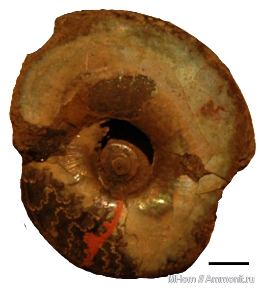 Kachpurites, Kachpurites subfulgens, зона Kachpurites fulgens, верхневолжский подъярус, Volgian