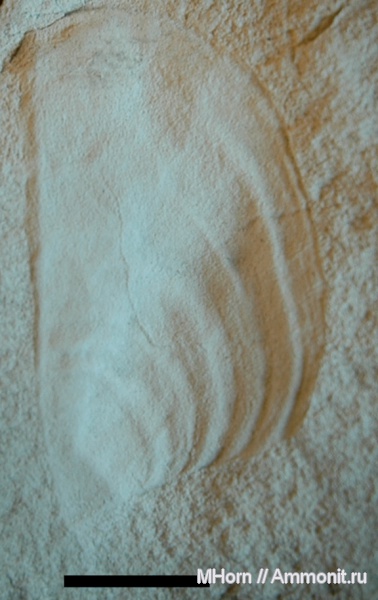 нижний кимеридж, Шпицберген, аптихи, Aulacostephanidae, Praestriaptychus, зона Rasenia cymodoce, Aptychi