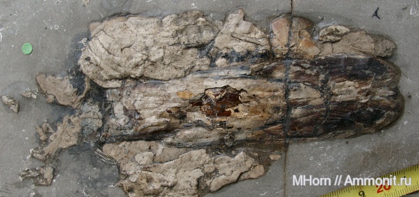 кальмары, келловей, Coleoidea, Mastigophora, Callovian, Middle Jurassic, Christian Malford