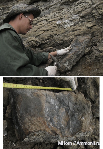 мегаконхи, Craspedites, Craspedites okensis, верхневолжский подъярус, Megaconchs