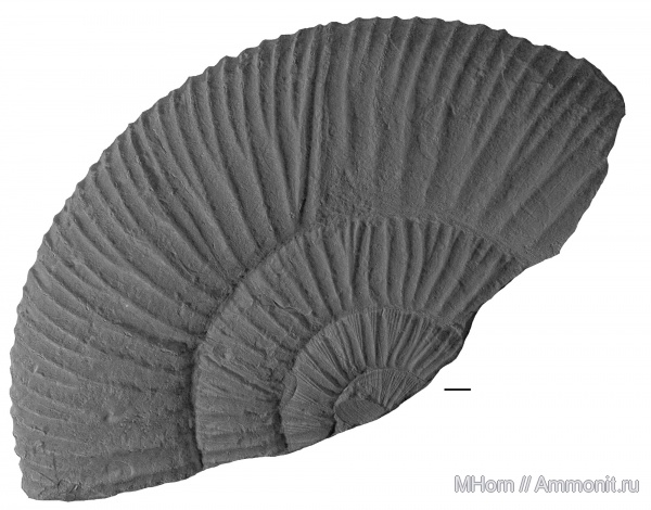 Virgatites, голотип, Virgatitidae, Virgatites giganteus, holotype