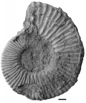 Peltoceratoides williamsoni (Phillips,1829) [M]