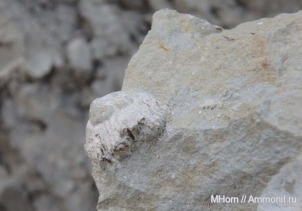 кораллы, кимеридж, Scleractinia, Trochocyathus, Kimmeridgian, Upper Jurassic