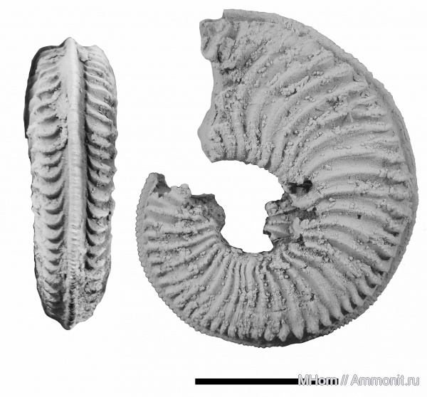 Amoeboceras, Amoeboceras reclinatoalternans