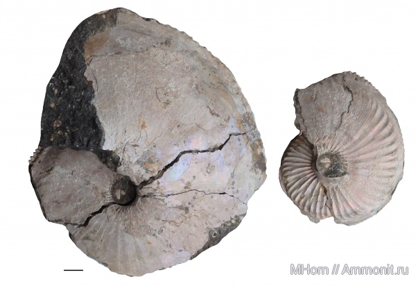 Amoeboceras, верхний оксфорд, р. Хета, Upper Oxfordian, Kheta, Prionodoceras