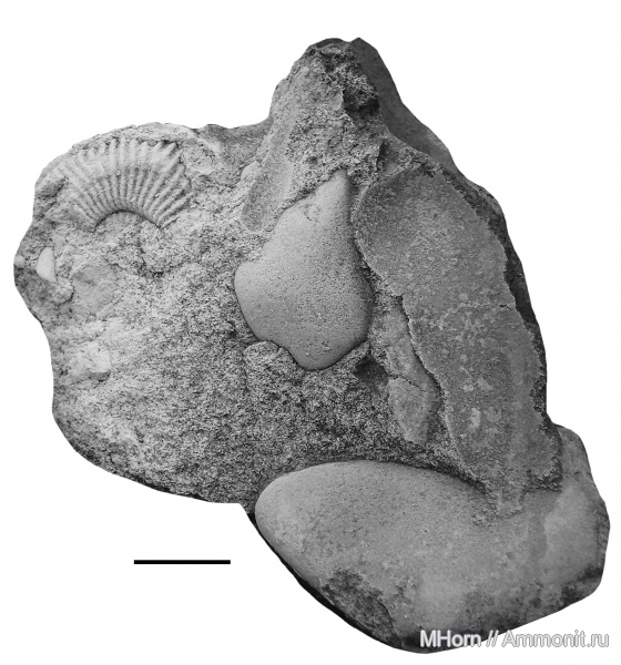 Amoeboceras, Amoeboceras ovale