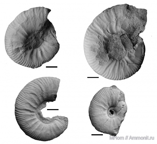 Subcraspedites, Приполярный Урал, Subpolar Urals, Subcraspedites turbinae, р. Маурынья