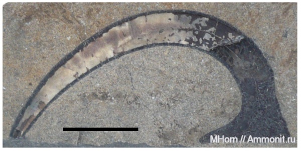 onychites, р. Хета, Volgian, Kheta, онихиты, Northern Siberia