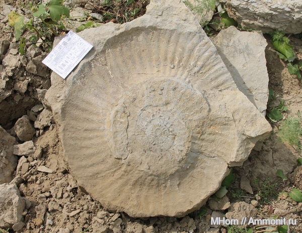 Virgatites, мегаконхи, Virgatites giganteus, Megaconchs, Перелюб