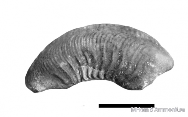 Cardioceratidae, Plasmatoceras, Plasmatoceras tenuicostatum