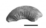 Plasmatoceras tenuicostatum (Nikitin, 1878)