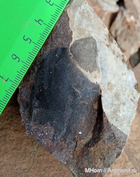 аптихи, сеноман, Placenticeratidae, Placenticeras, Нижняя Агапа