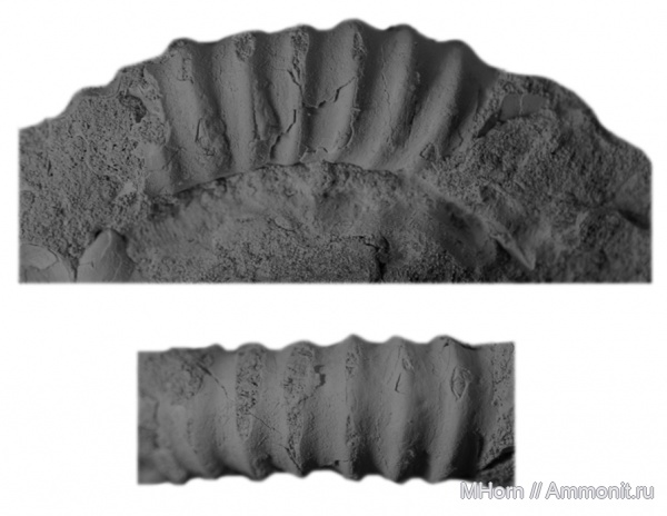 аммониты, сеноман, Таймыр, Нижняя Агапа, Allocrioceras