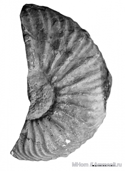 оксфорд, Крым, Cardioceratidae, Коктебель