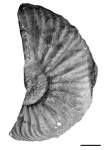 Cardioceras cf. alphacordatum (Spath, 1939)