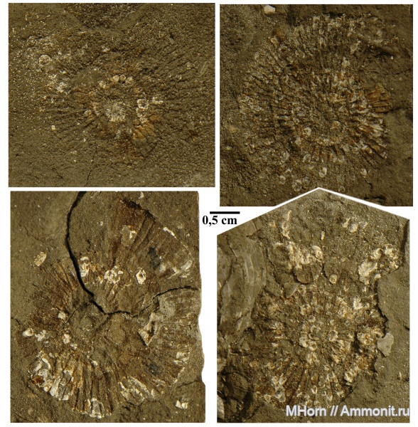 Dorsoplanites, устрицы, средневолжский подъярус, эпибионтия