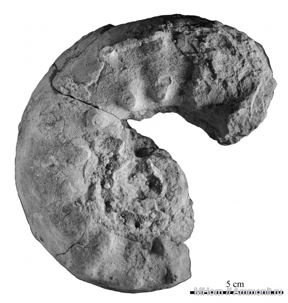 оксфорд, Euaspidoceras, келловей, Крым