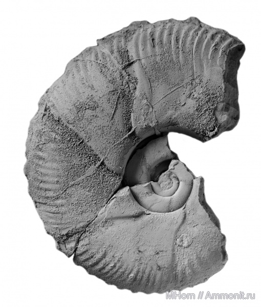 нижняя юра, Phylloceratida, Meneghiniceras