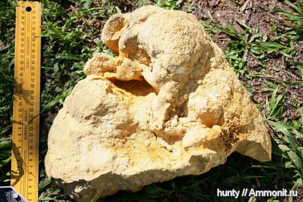 Chaetetes, Ухорское