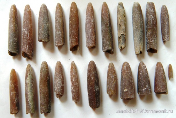 белемниты, головоногие моллюски, Калининградская область