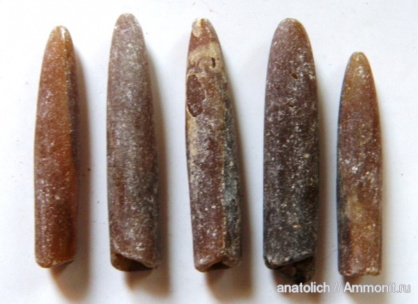 окаменелости, белемниты, Калининградская область