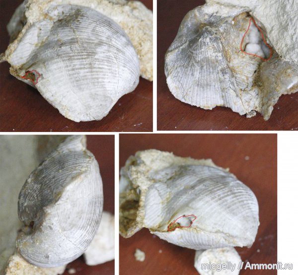 брахиоподы, Choristites, беспозвоночные, Spiriferida