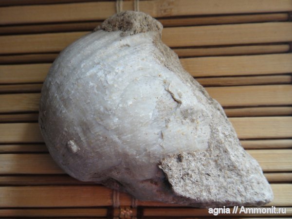 окаменелости, Gigantoproductus, Fossils