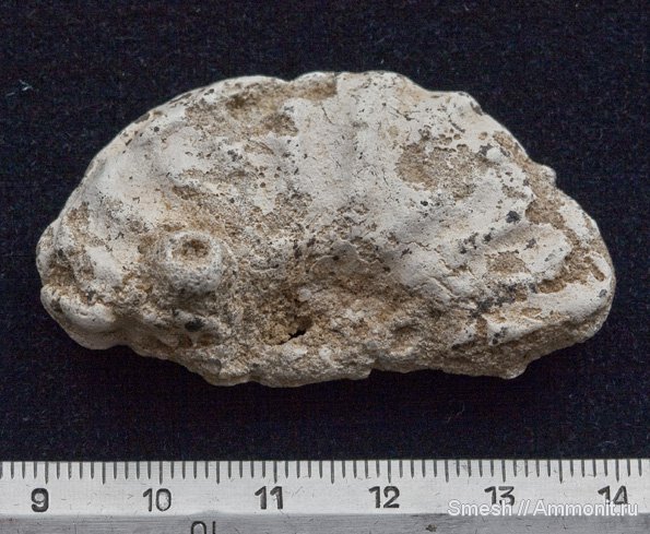 Schloenbachia, Варавино, Schloenbachia varians