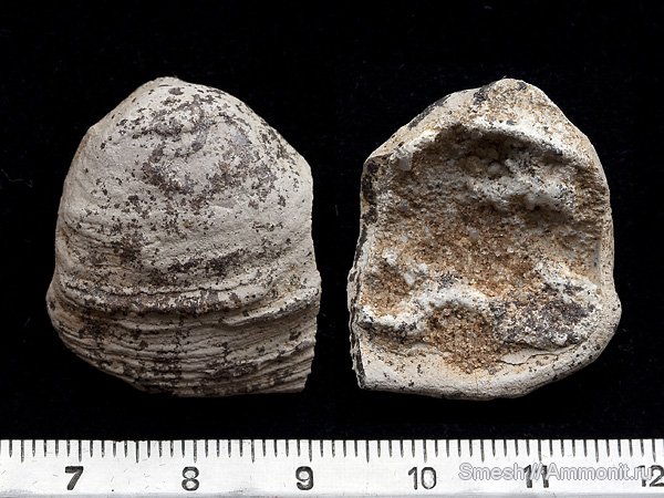 двустворчатые моллюски, Inoceramus, Варавино